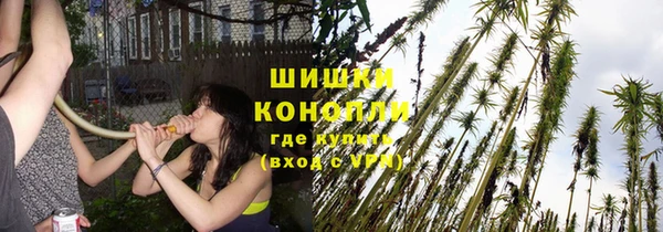 сатива Белокуриха